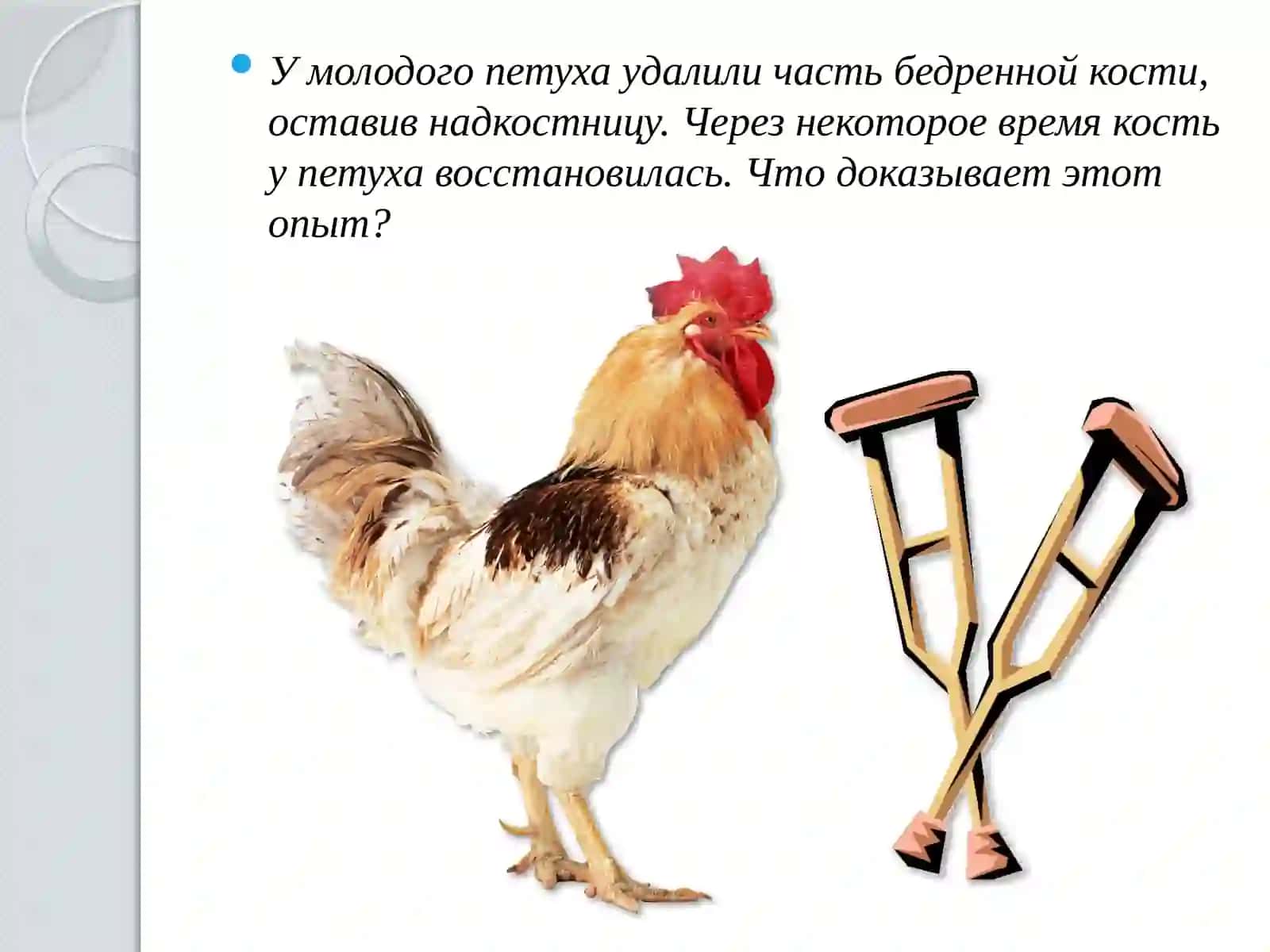 Скелет человека 4