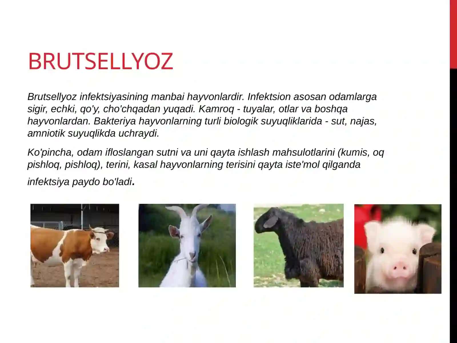 Brutsellyoz 4
