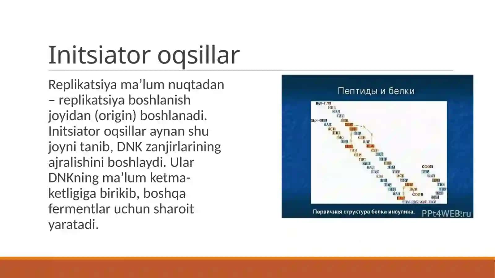 Replikatsiyada qatnashuvchi oqsil xillari 4