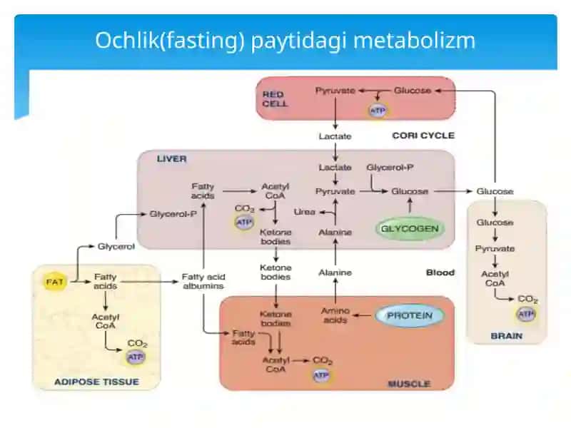 Biochemistry-Biokimyokursi 4