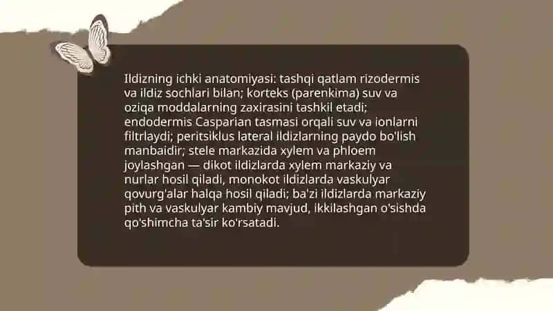 O'simliklarning vegitativ o'rgani 4