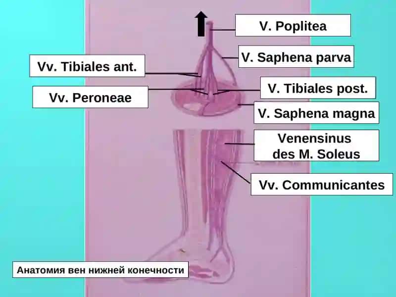 ОЁК ВЕНАЛАР ВАРИКОЗ КАСАЛЛИГИНГ УЧРАШИШИ 4