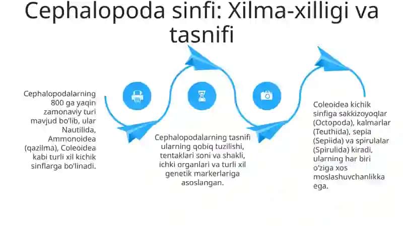 Sal'plar va appendikulyalar sinfi 4