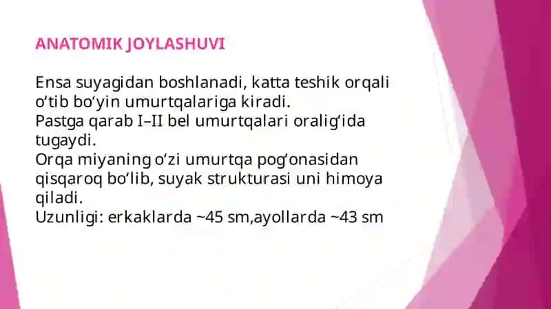 Odamanatomiyasi 4