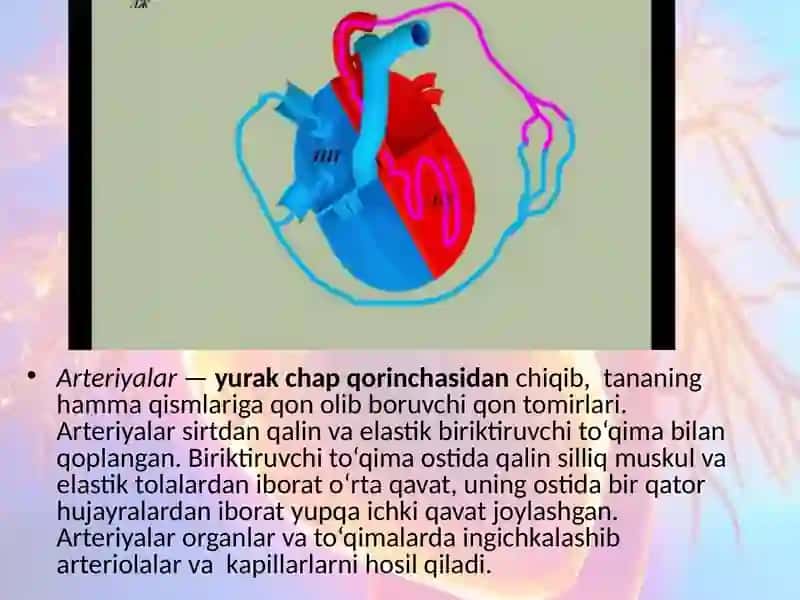 Katta va kichik qon aylanish doirasi 4