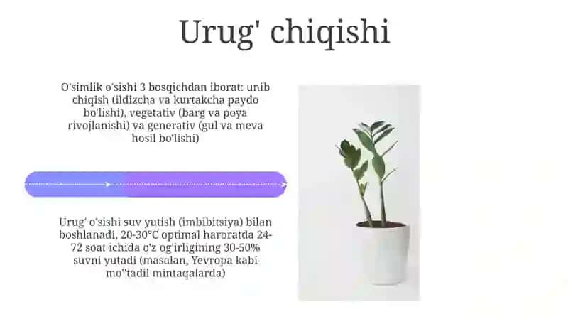 Isfarak òsimligi 4