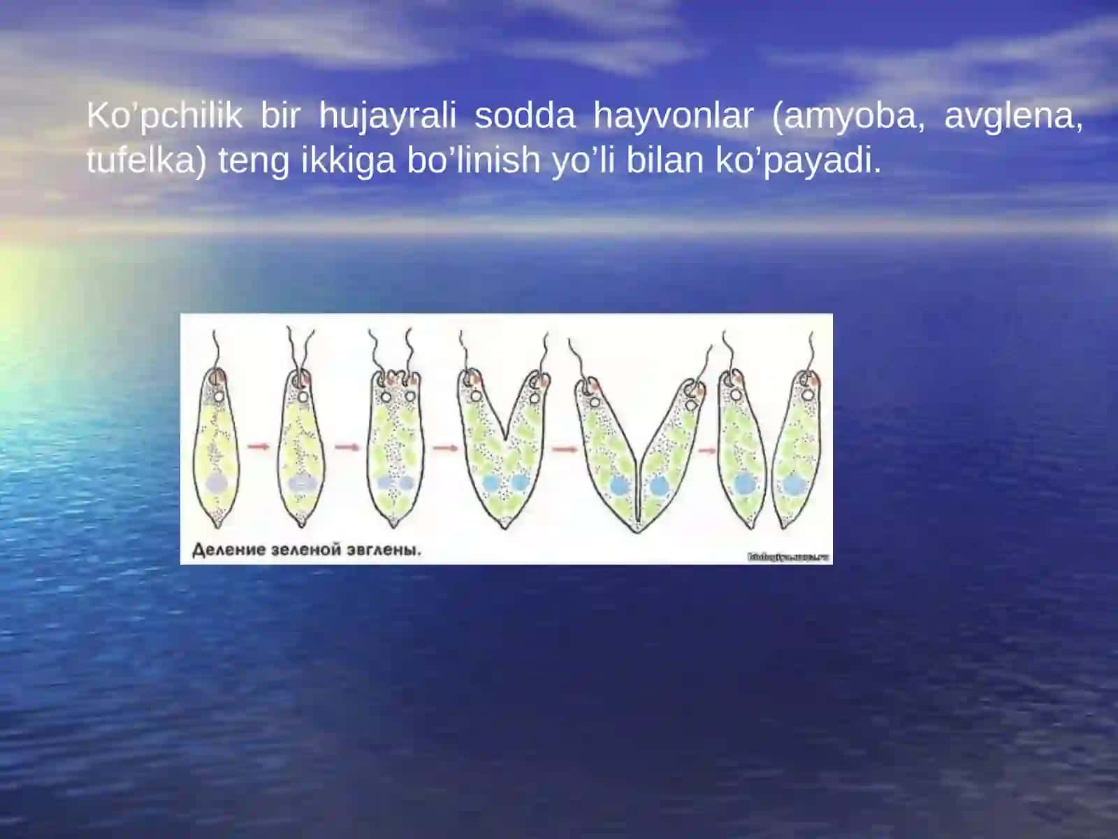 O'SIMLIKLARNI KO'PAYISH USULLARI 4