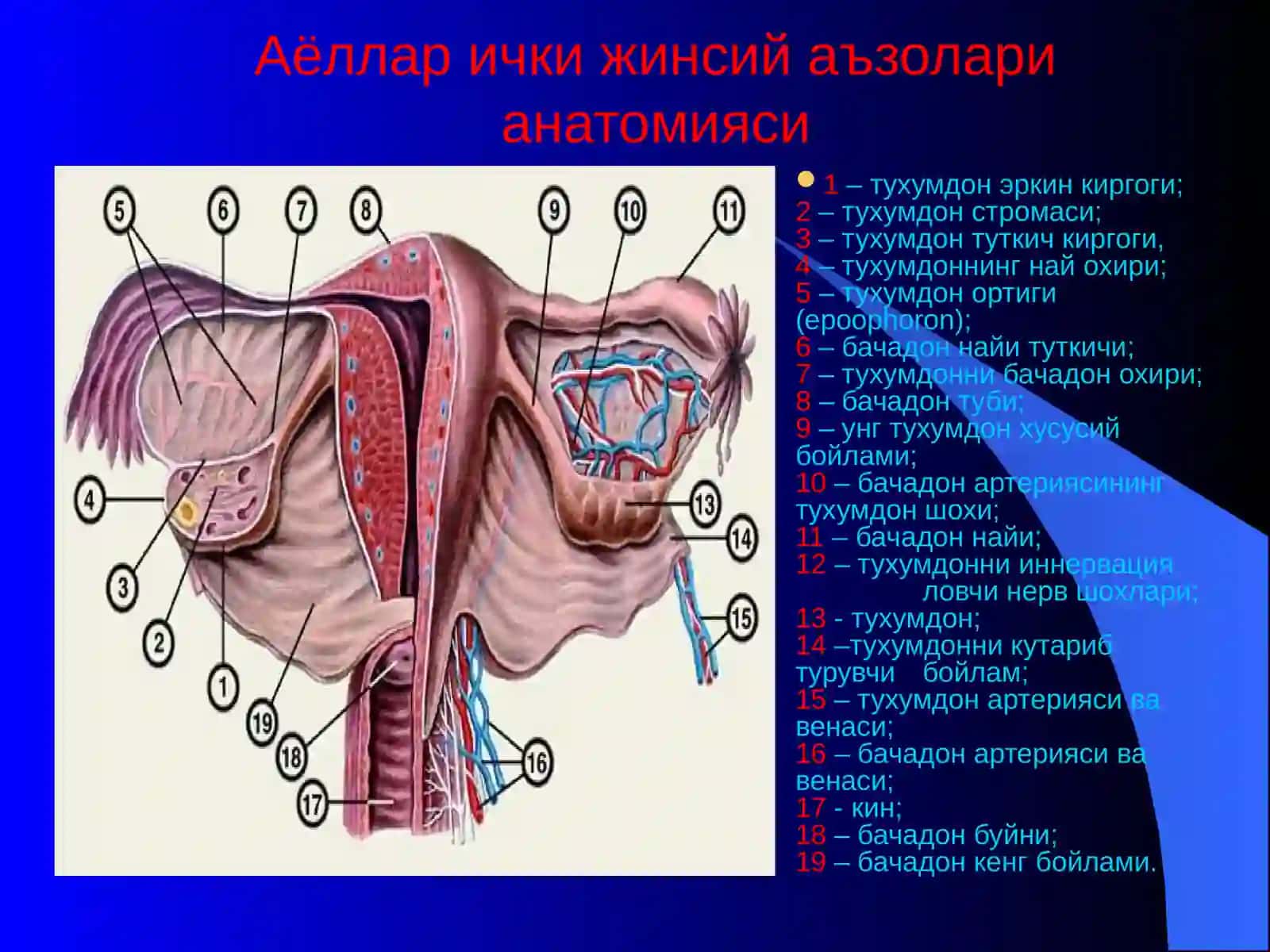 ТУХУМДОН ХАВФСИЗ УСМАЛАРИ 4