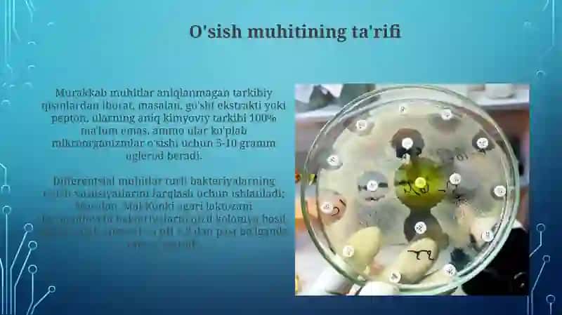 Bakteriyalarning o'sish xususiyatlari 4