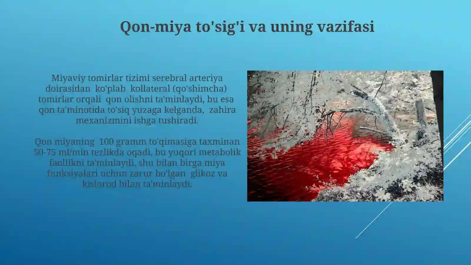Miyani qon bilan ta'minlanishi 4