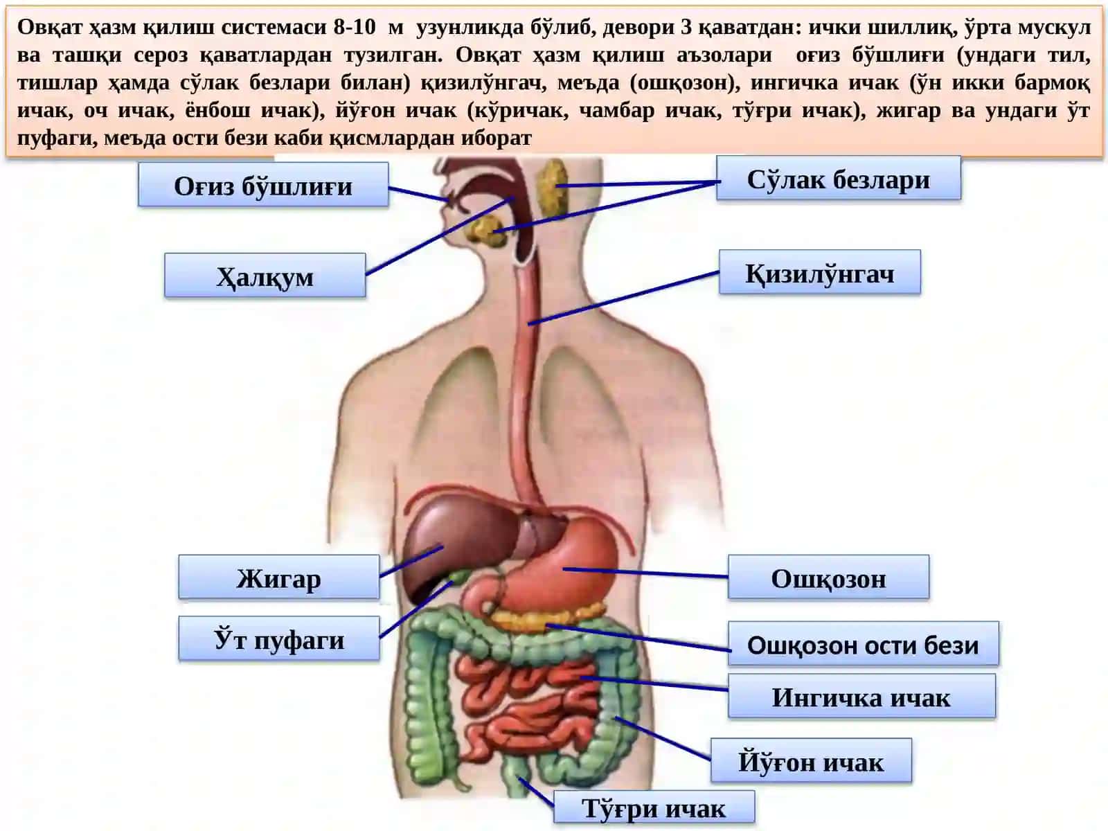ОВҚАТ ҲАЗМ ҚИЛИШ ТИЗИМИНИНГ ЁШГА БОГЛИҚ ХУСИСИЯТЛАРИ ВА ГИГИЕНАСИ 4