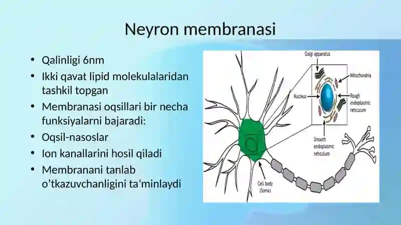 Neyron 4