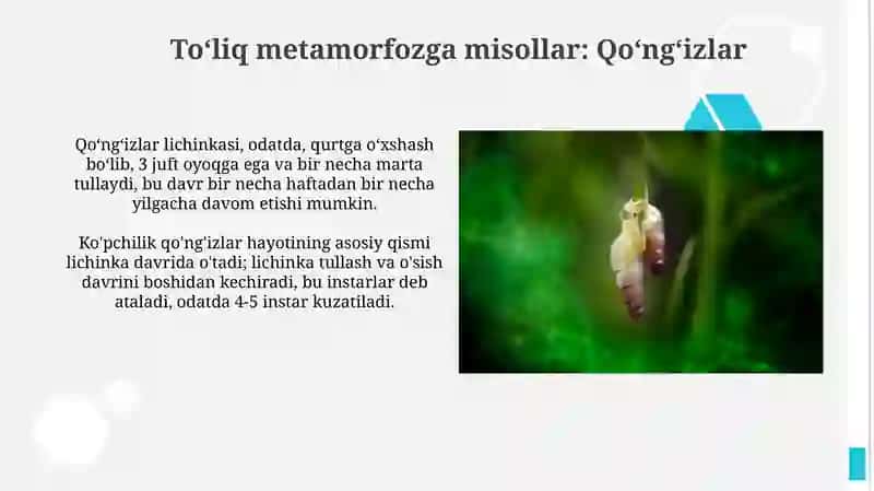 Toʻliq metamorfozning bosqichlari 4