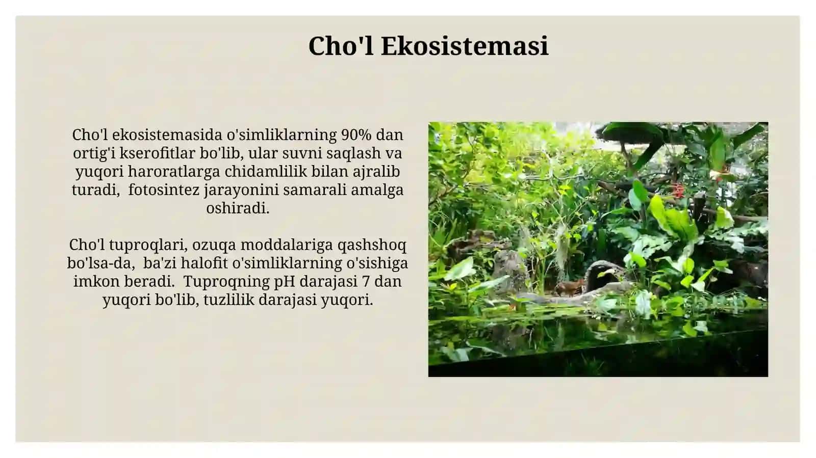 O'rmon Ekosistemasi 4