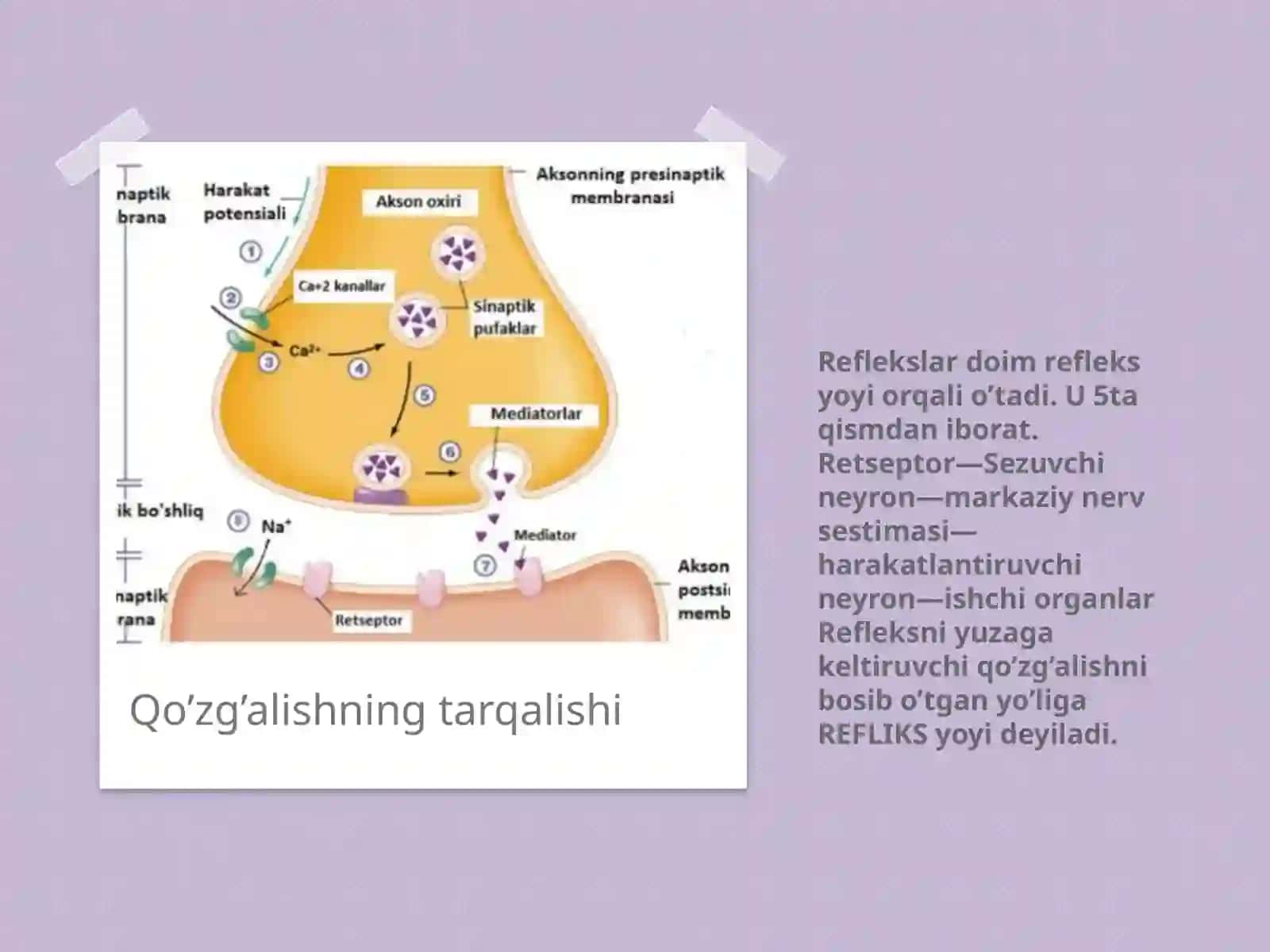Nervtolalarining fiziologiyasi 4