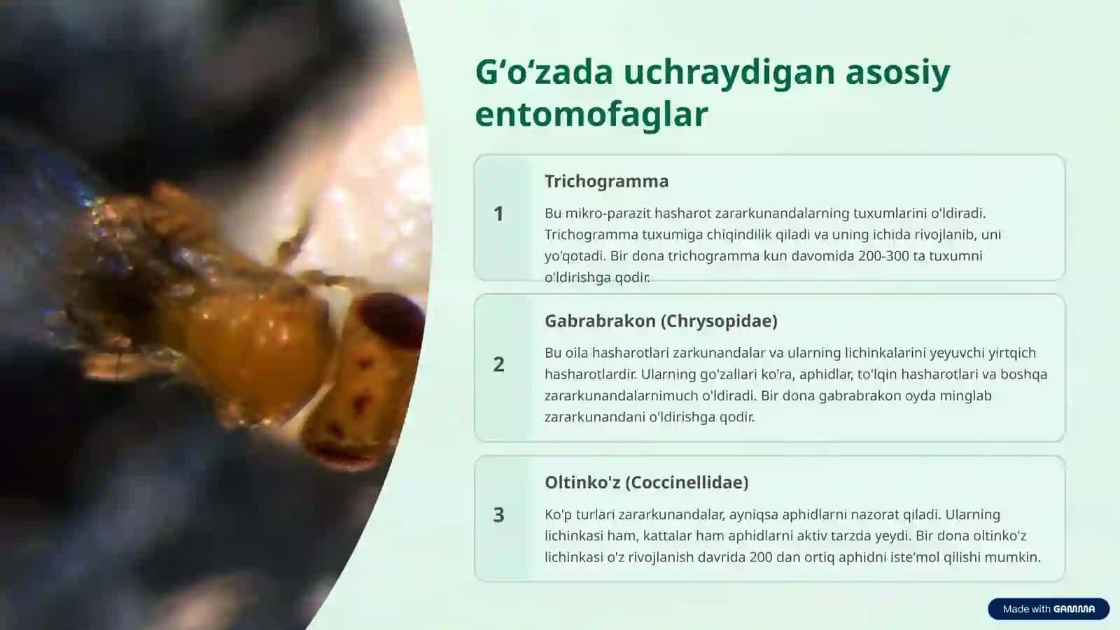 Gʻoʻzaning kemiruvchi zararkunandalarining entomofaglari 4
