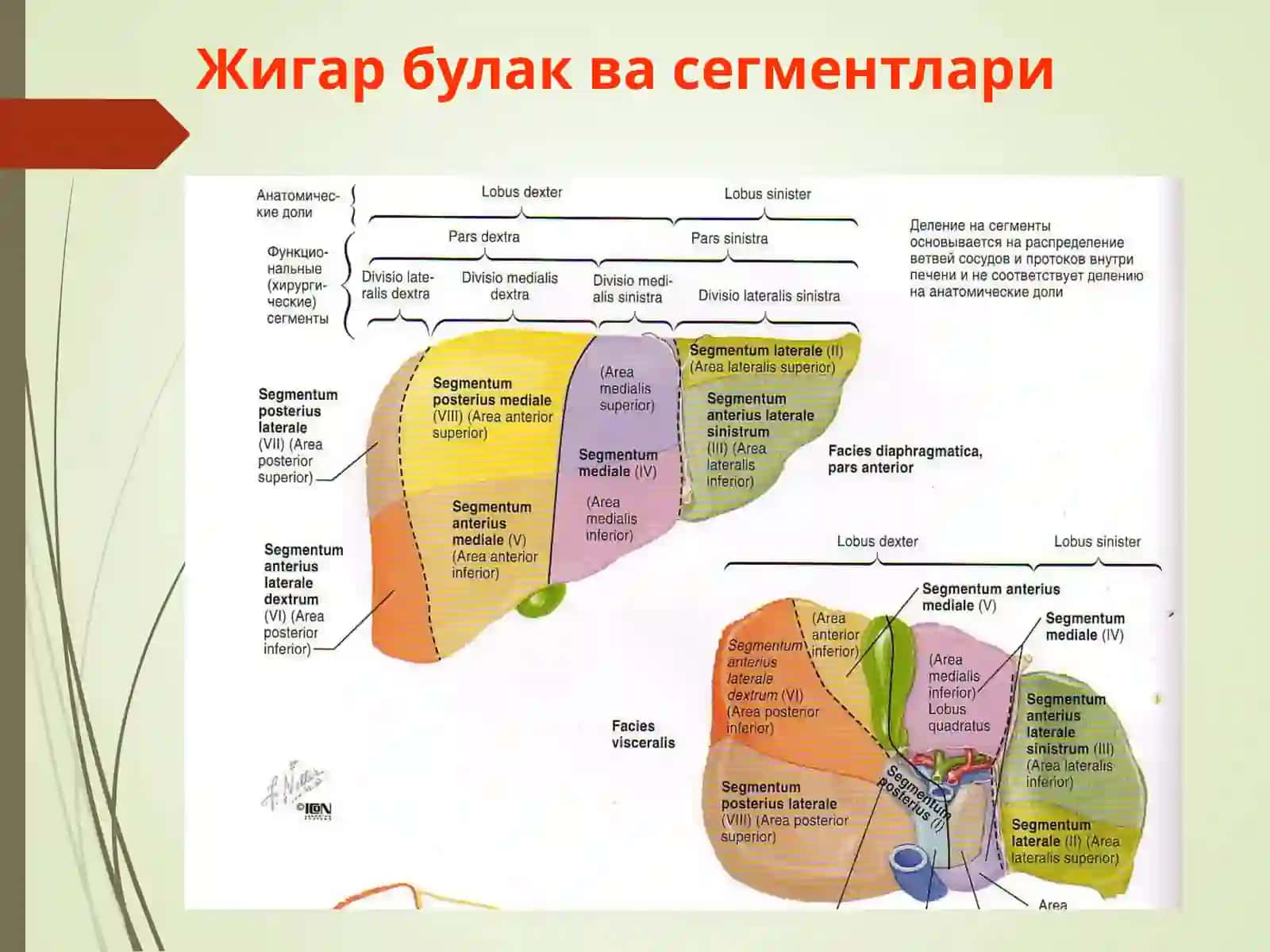 Сурункали гепатитлар. Жигар циррози 4