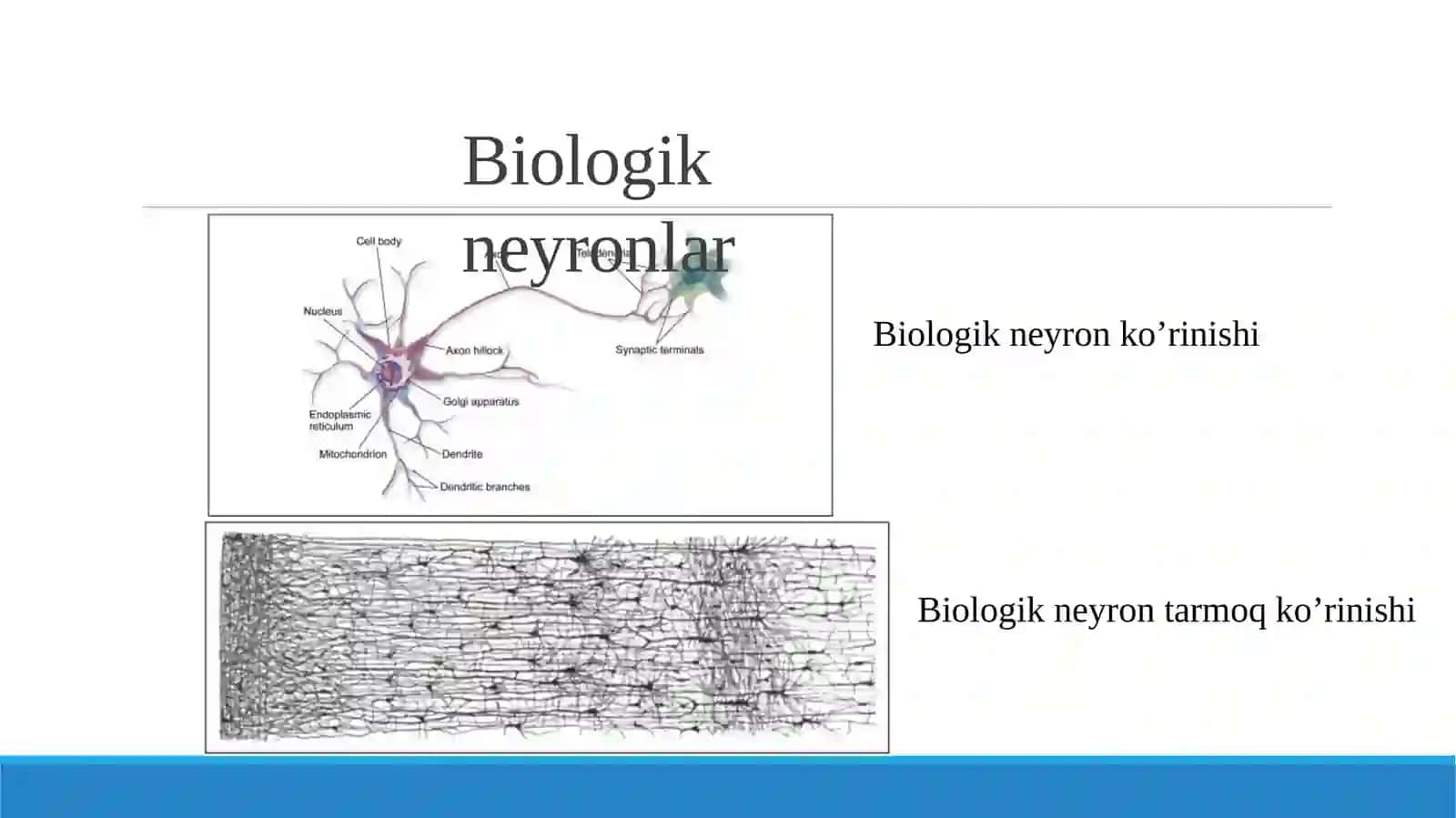 Sun’iy neyron tarmoqlari 4