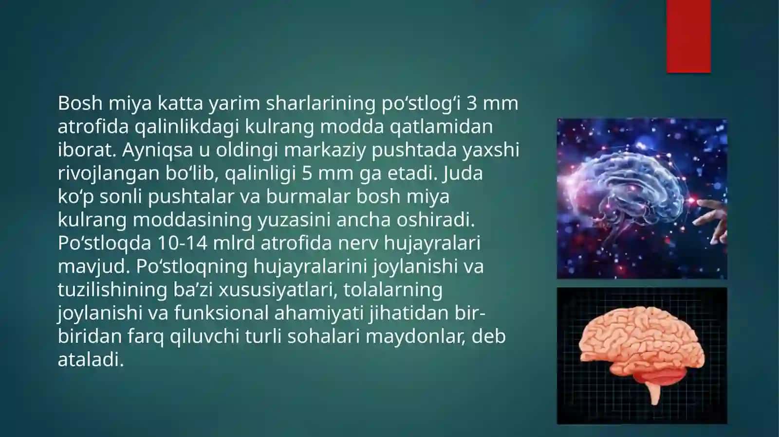 Bosh miya yarim sharlar po'stlog'ida hujayralar aro bog'lanishlar. Bosh miya yarim sharlar po'stlog'ining gipoksiyaga reaksiyasi 4