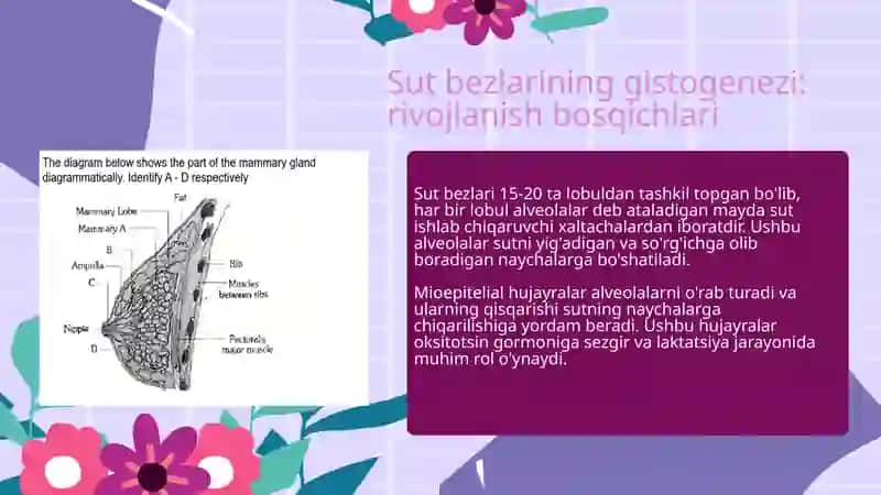 sut bezlari 4