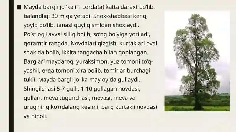 Jo’kadoshlar oilasi va dorivor xususiyatlari 4