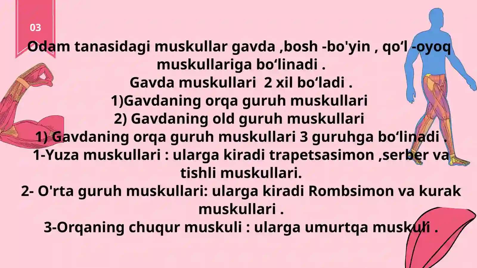 Tana muskullarining sinflanishi. Gavda va bosh 4