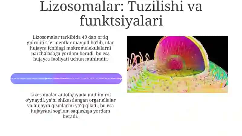 Sitoplazmatik organellalar: Lizosomalar va sentrosomalar 4