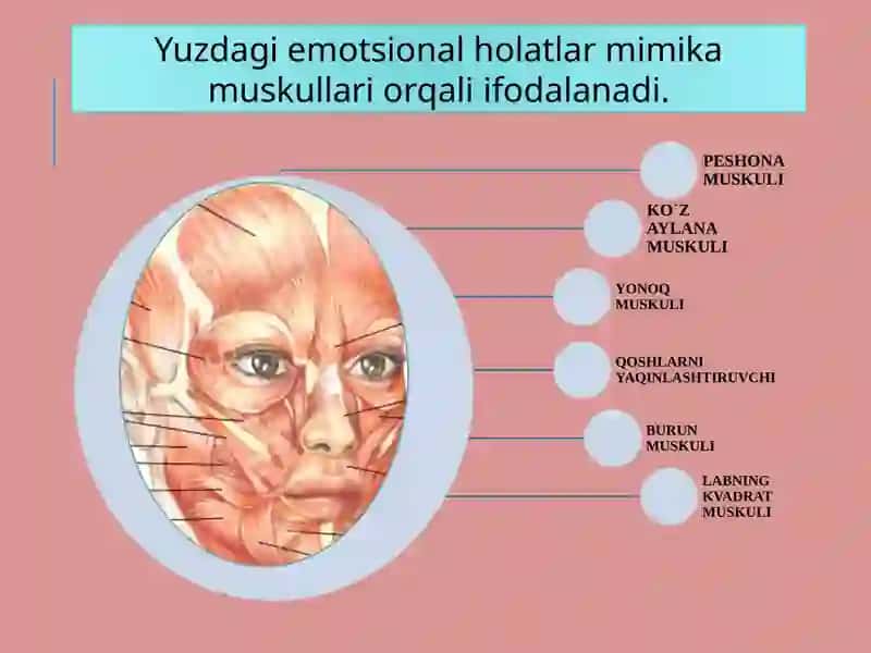 Hissiyot va uning boshqarilishi 4