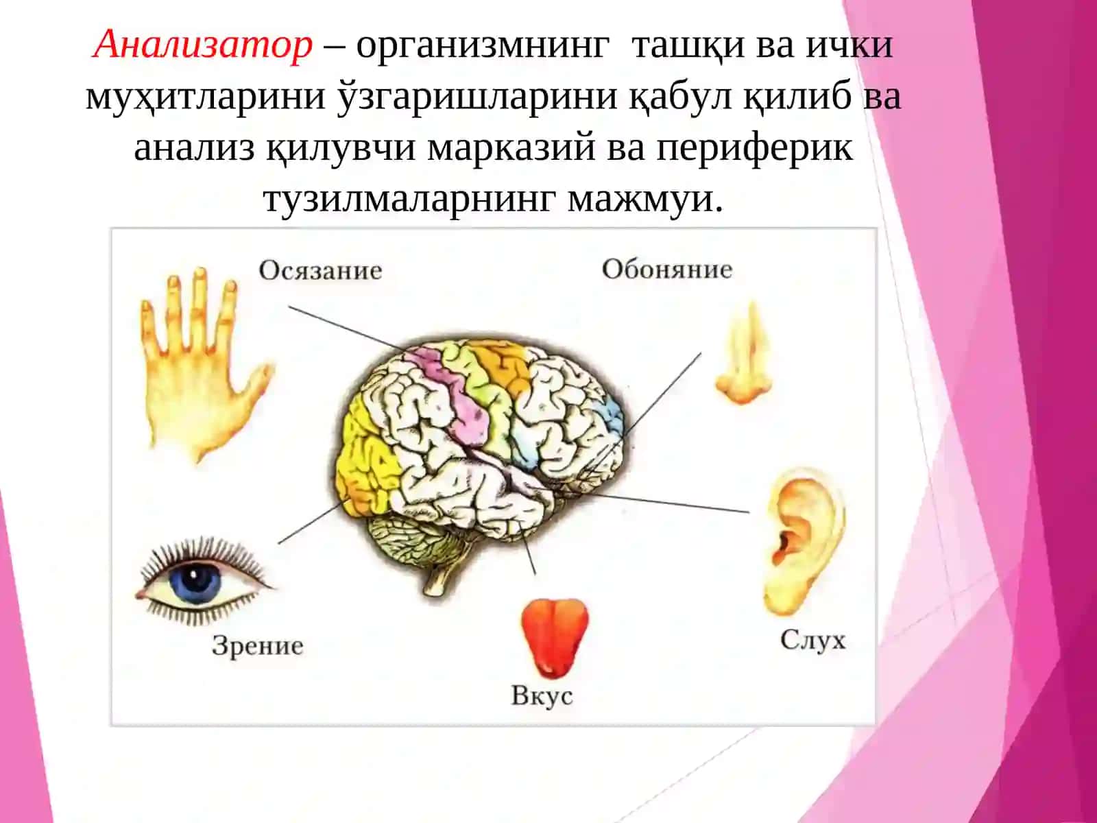 Физиология модуль дастуриМаъруза-5 4