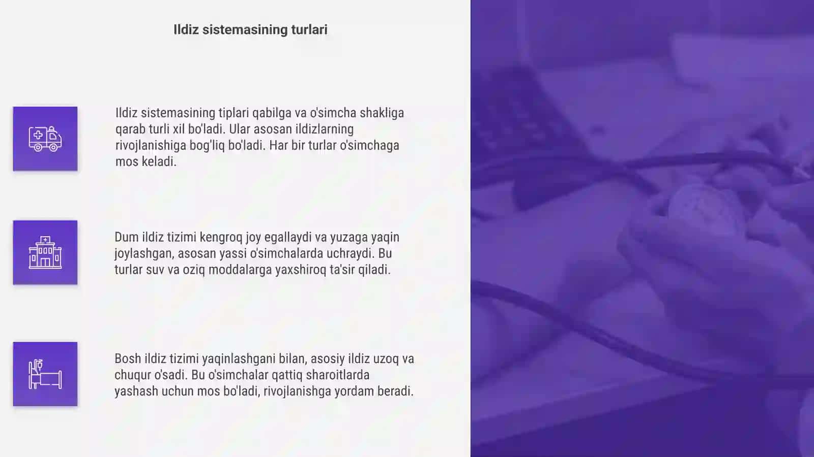 Ildiz sistemasining tiplari 4