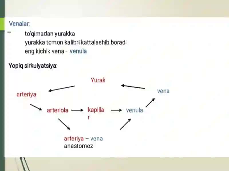 Yurak-qontomirlar tizimi 4