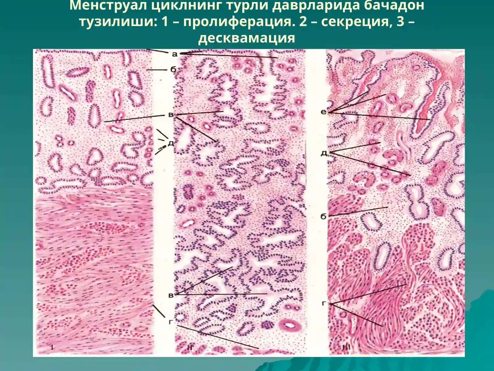 Бачадон найи 4