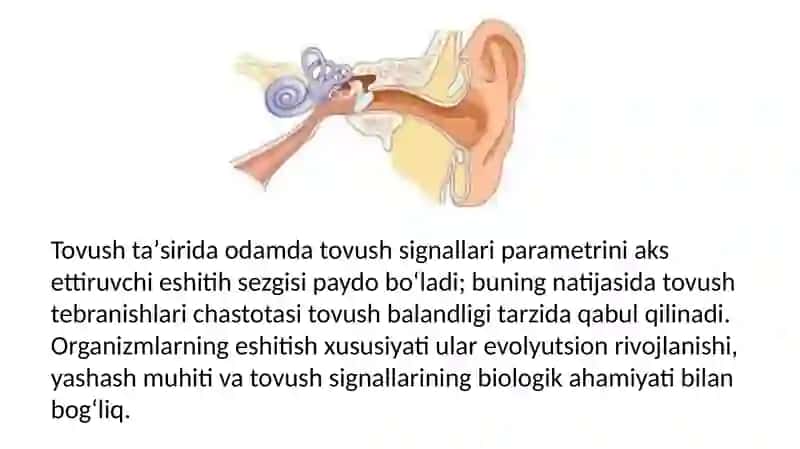 Eshitish, Hidbilish va Ta'mbilisha Zolari 4