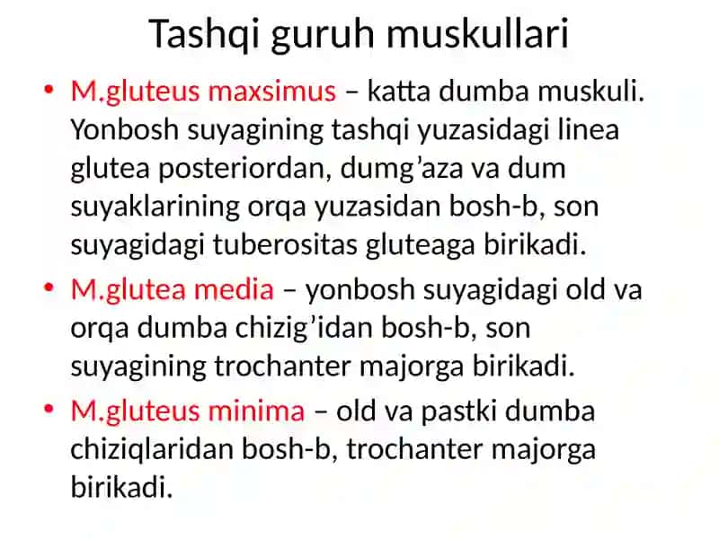 BOLDIR VA OYOQ MUSKULLARI 4