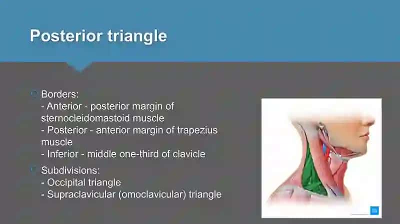 Triangles of neck anatomy 4