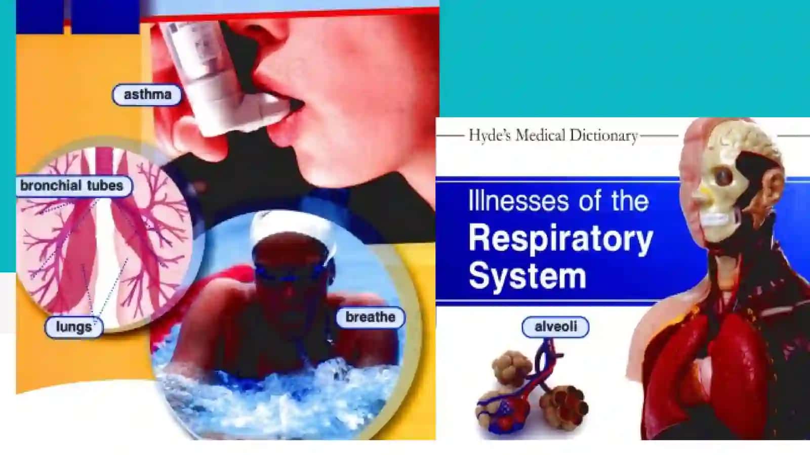 Respiratory system 4