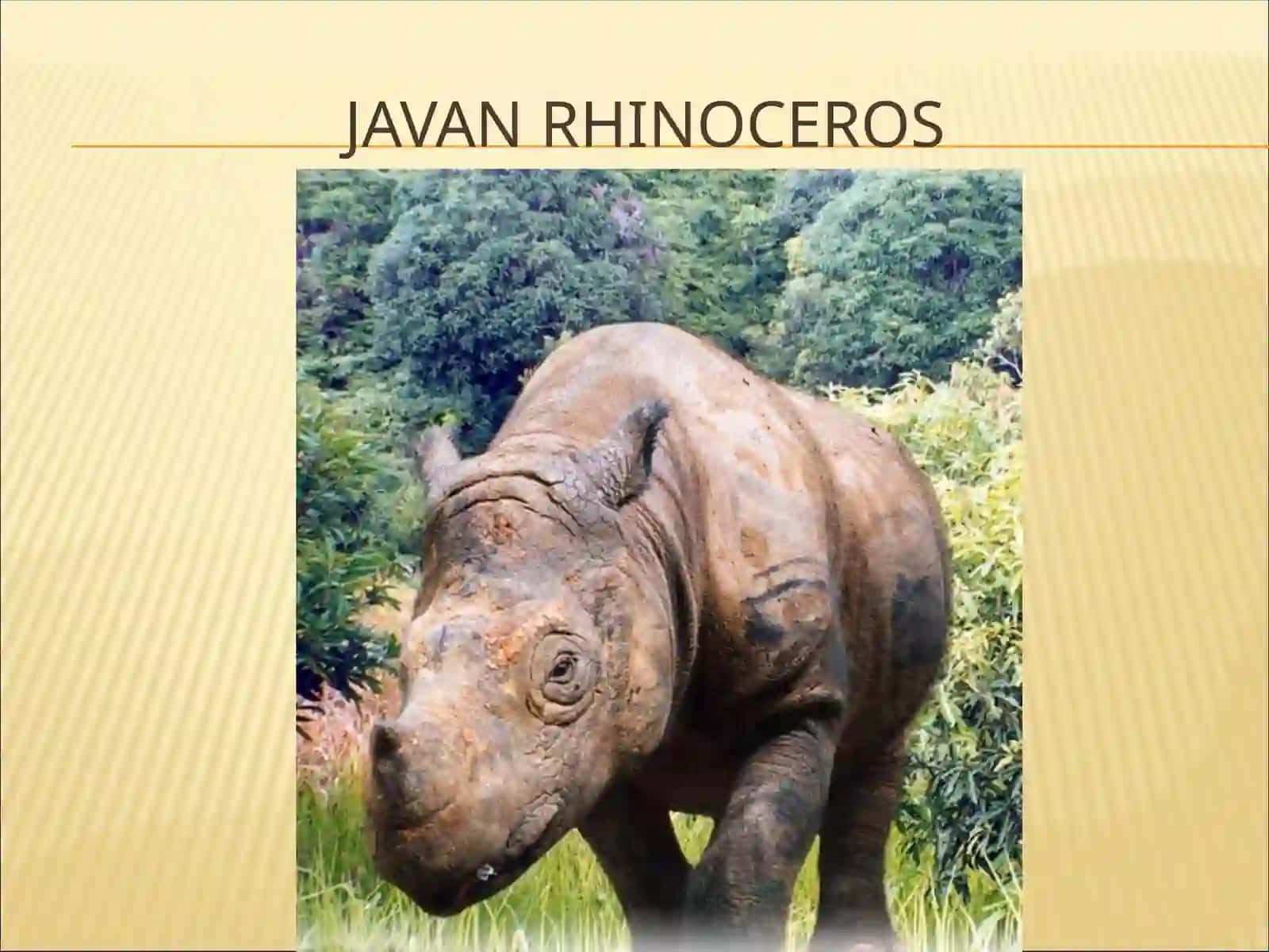 Endangered Animals 4