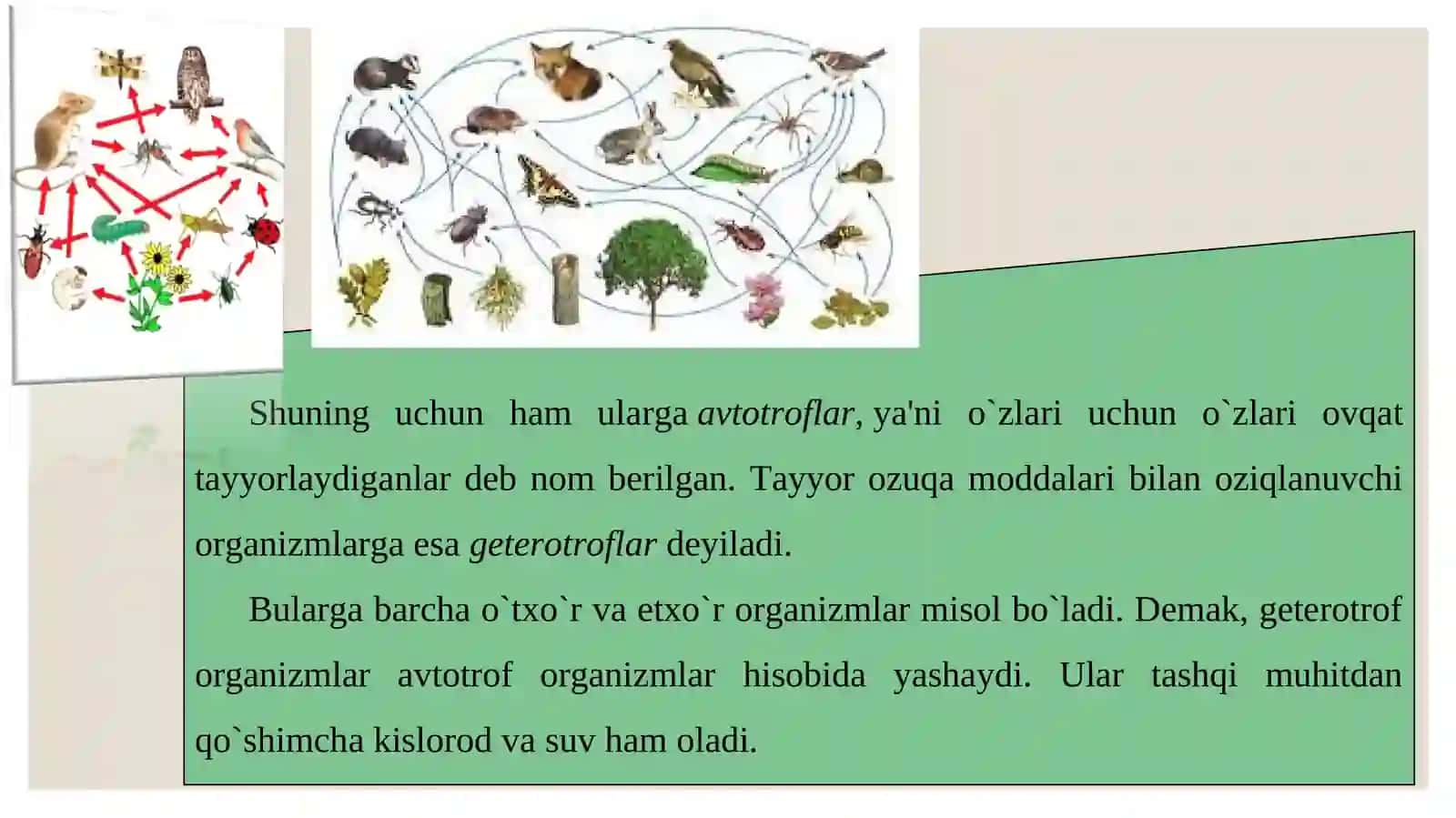 Ekologik piramidalar va ekotizmlarning o’zgarish su’rati 4