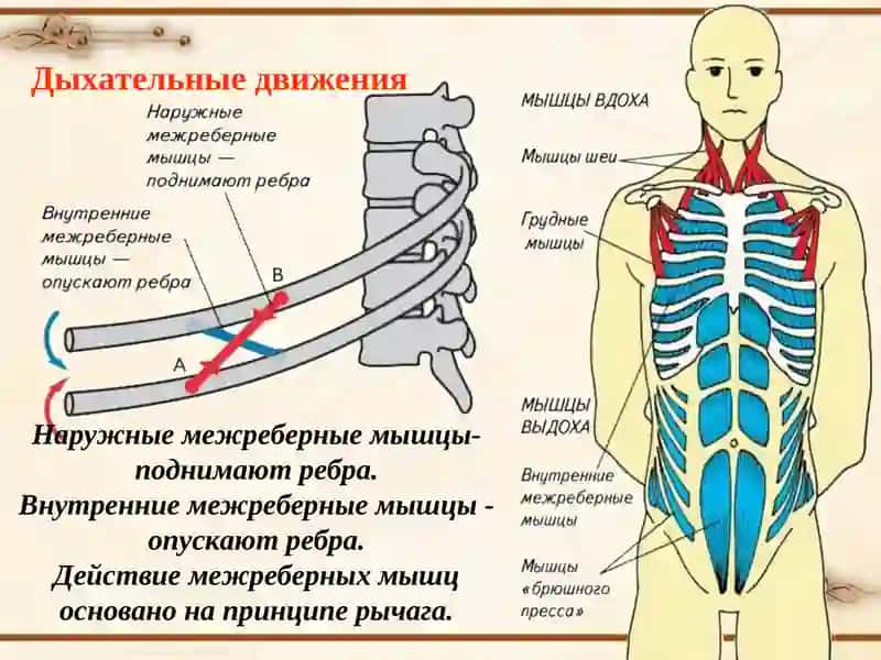Газообмен и диффузия в легких и тканях 4