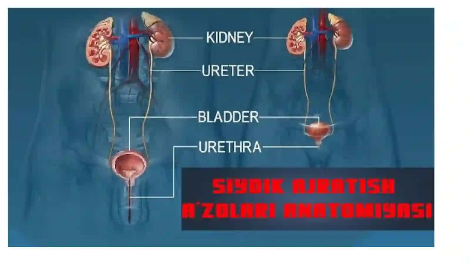 Mavzu: siydik ayirish azolaring kassaliklari 4