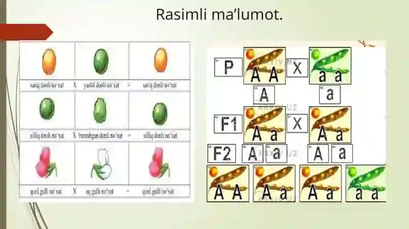 Genetikaning yangiyo’nalishi 4