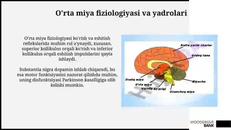 Oraliq miya anatomiyasi, gistologiyasi, fiziologiyasi 4