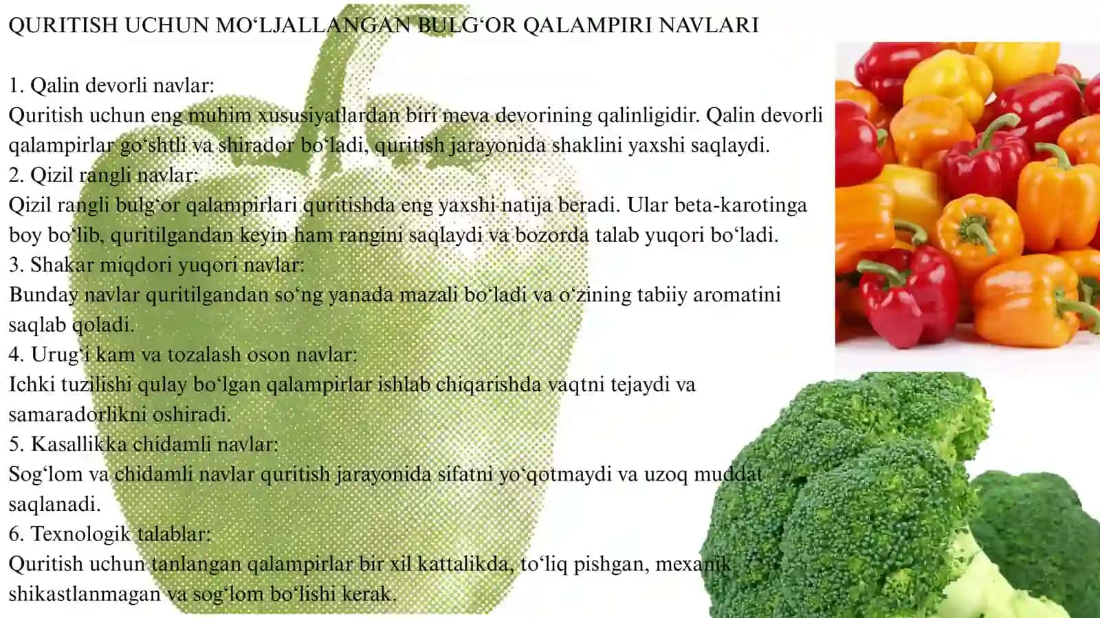 BULGʻOR QALAMPIRI QURITISH TEXNALOGIYASI 4