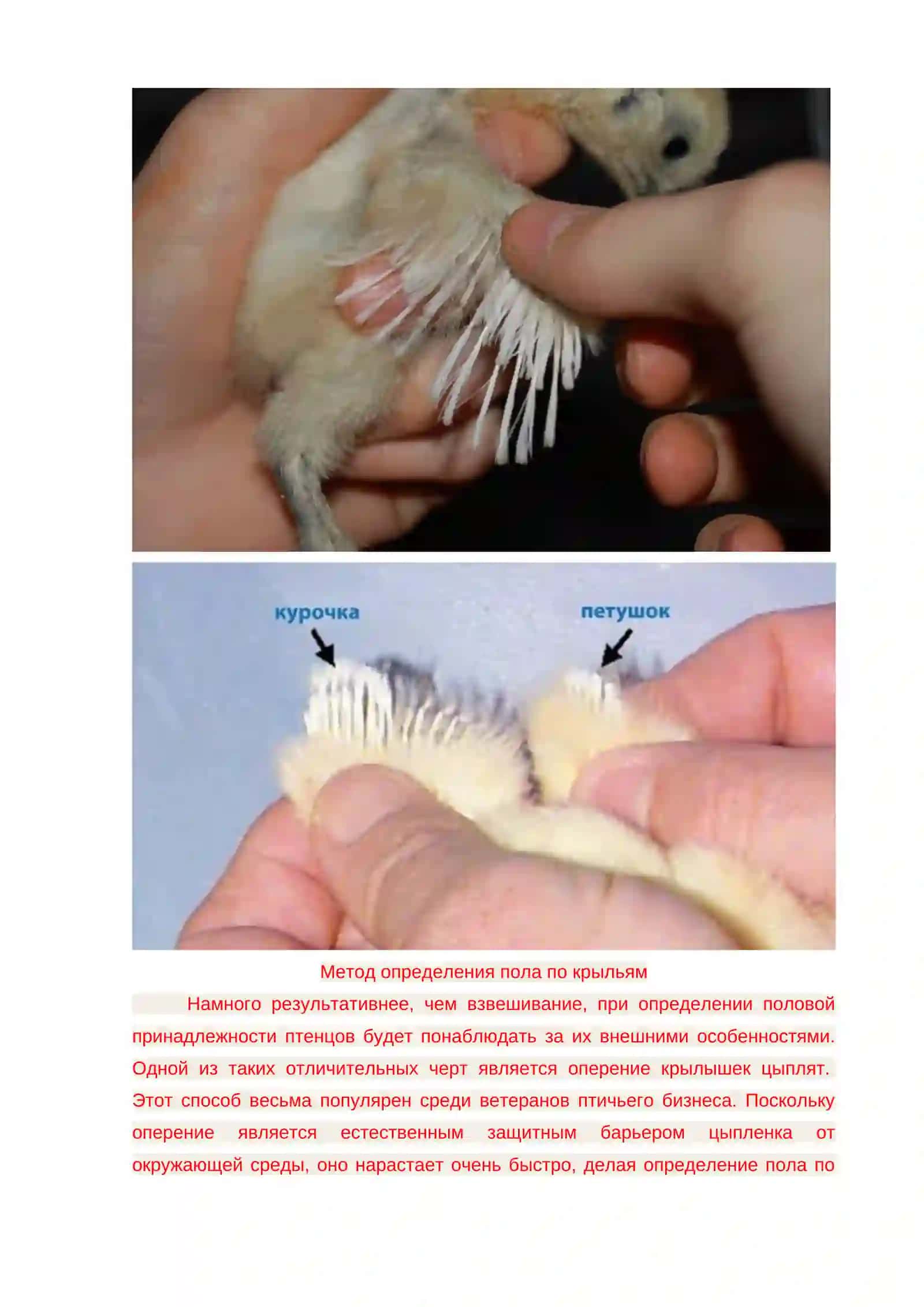 Как определить пол цыпленка? 4