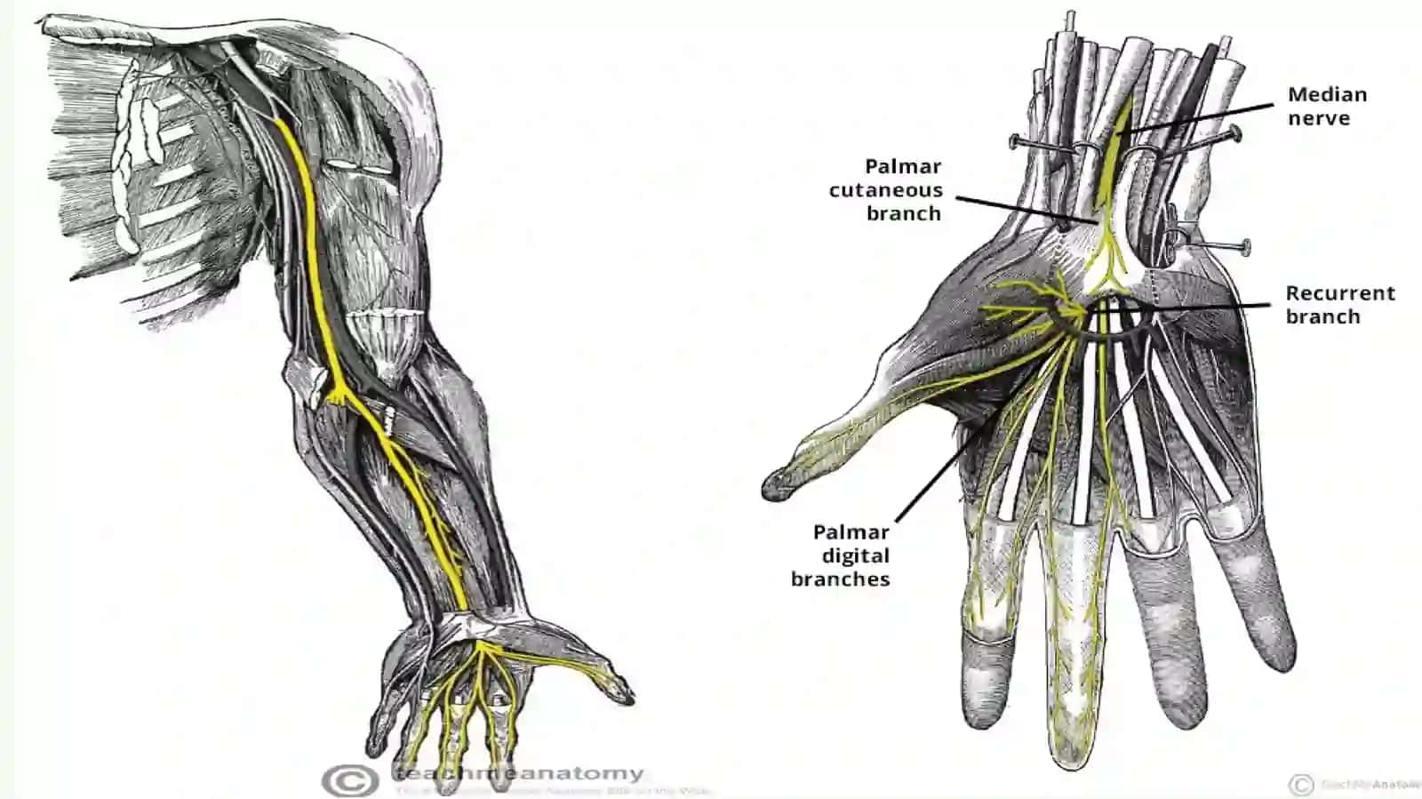 Medial nerv 4