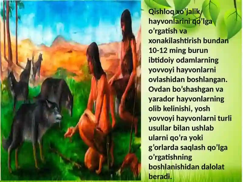 Uy hayvonlarining kelib chiqish markazlari 4