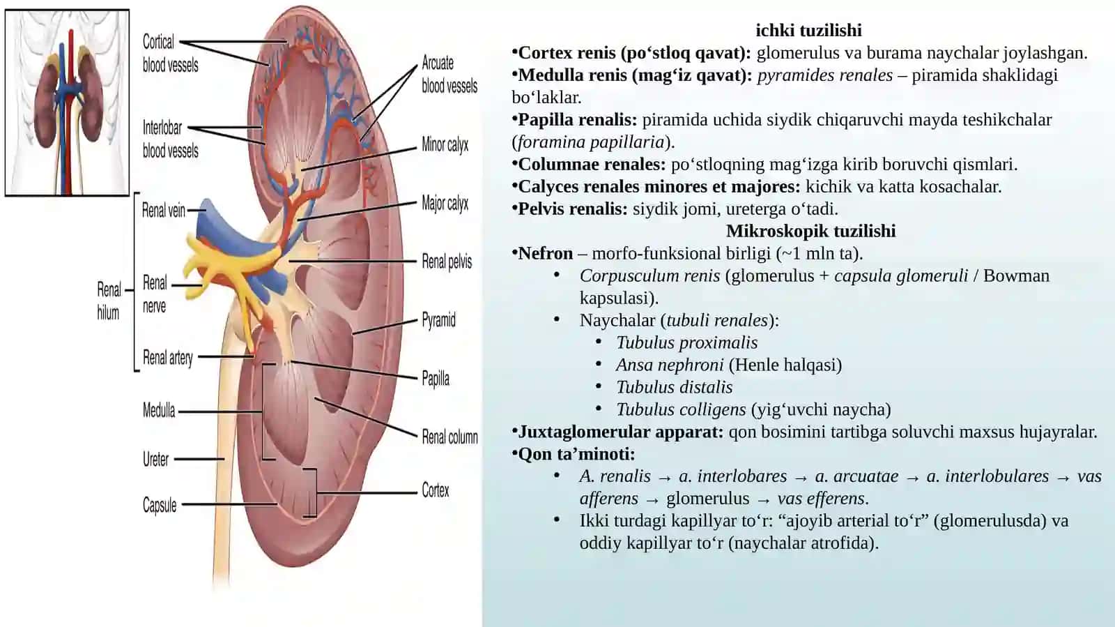 Siydik ayiruv azolarining rivojlanish nuqsonlari 4
