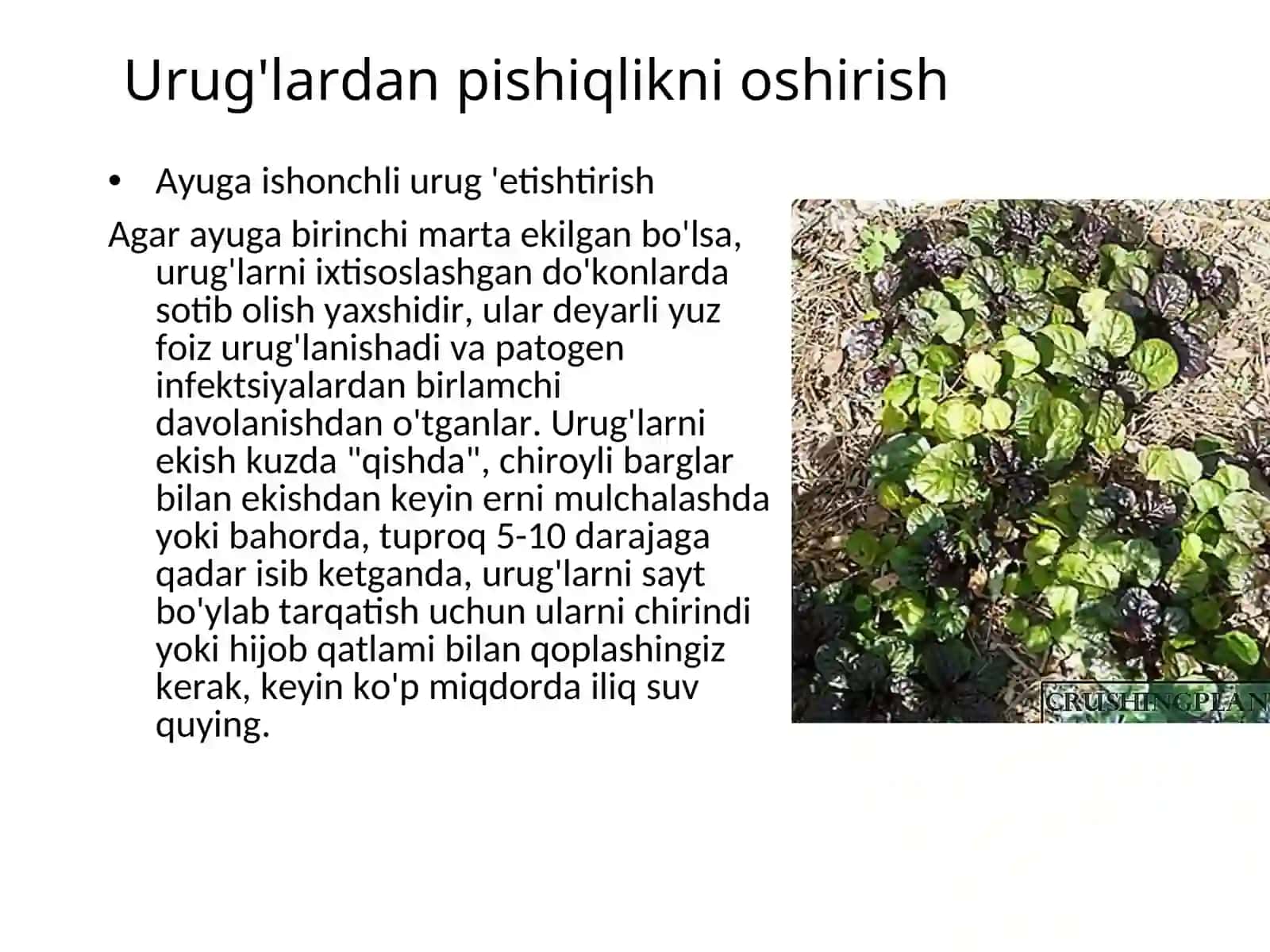 Achchiq o'simlik (lat. Ajuga) 4