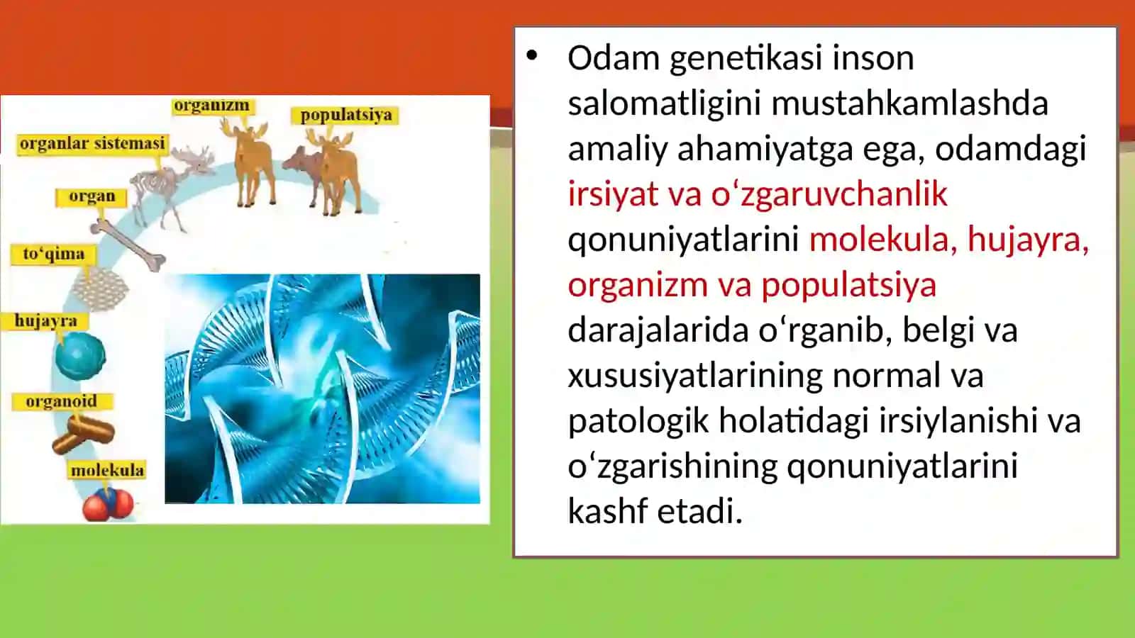 Genetikavainsonsalomatligi 4