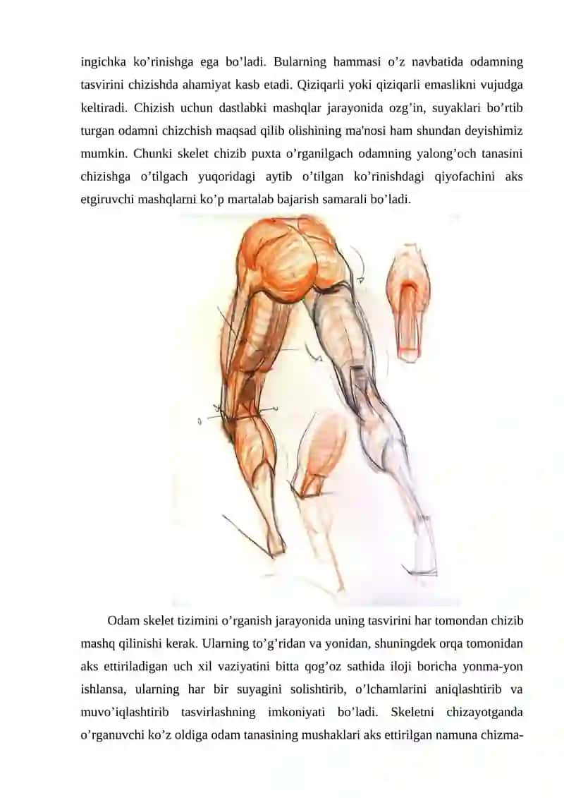 Odam qomati, tizza suyaklari anatomik tahlili 4